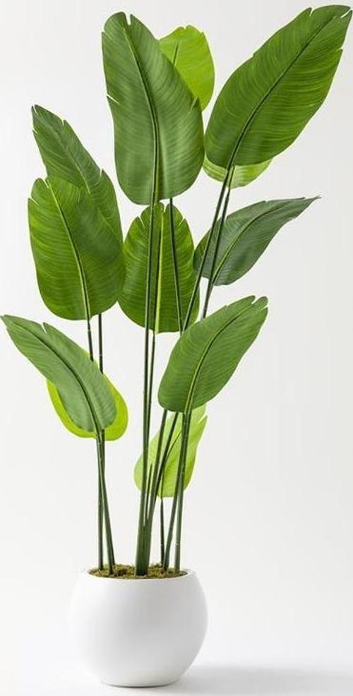 Yapay Starliçe Ağacı 180 Cm Geniş Yapraklı Krem Gold Saksı