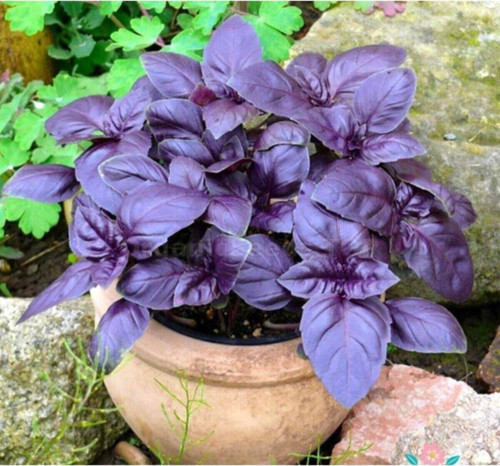 Mor Fesleğen(Reyhan) Tohumu(100 Tohum)