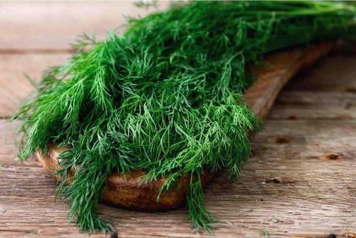 Aromatik Yeşillikler İkili Tohum Seti, Dereotu Ve Maydanoz