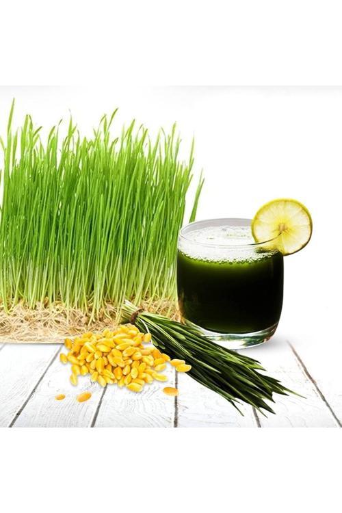 Çim Suyu İçin Doğal Buğday Tohumu 100 Gram