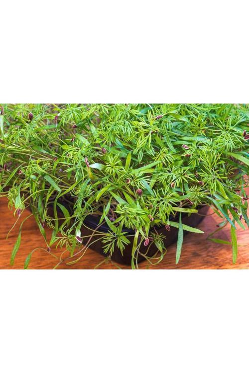 Dörtlü Aromatik Mikro Yeşillik Seti, Dereotu, Tere, Maydanoz Ve Roka