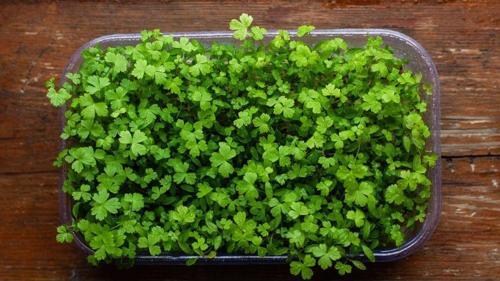 Maydanoz Mikro Yeşillik Tohumu D'Giant İtaliana Çeşidi, 15 Gram
