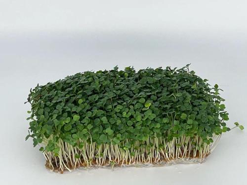 Roka Mikro Yeşillik Tohumu İthal, 15 Gram