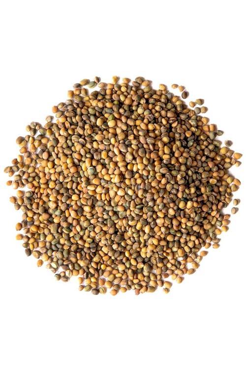 Roka Tohumu İthal, 1 Gram, 500 Adet