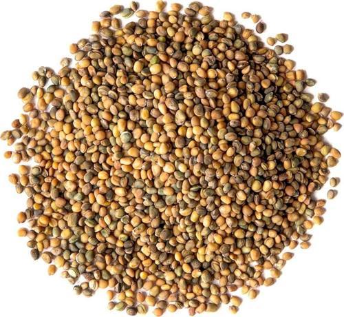 Roka Tohumu İthal, 1 Gram, 500 Adet
