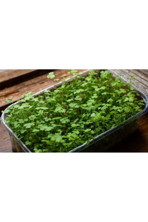 Üçlü Aromatik Mikro Yeşillik Seti, Dereotu, Maydanoz Ve Roka