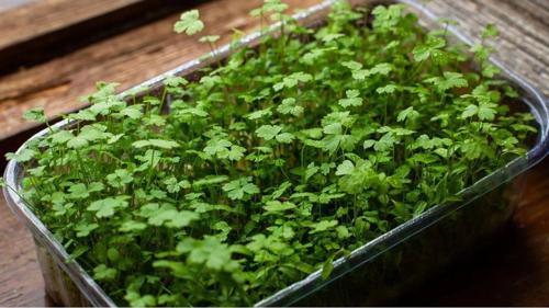 Üçlü Aromatik Mikro Yeşillik Seti, Dereotu, Maydanoz Ve Roka