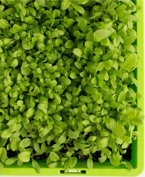 Üçlü Mikro Yeşillik Seti, Tere, Roka Ve Kuzukulağı