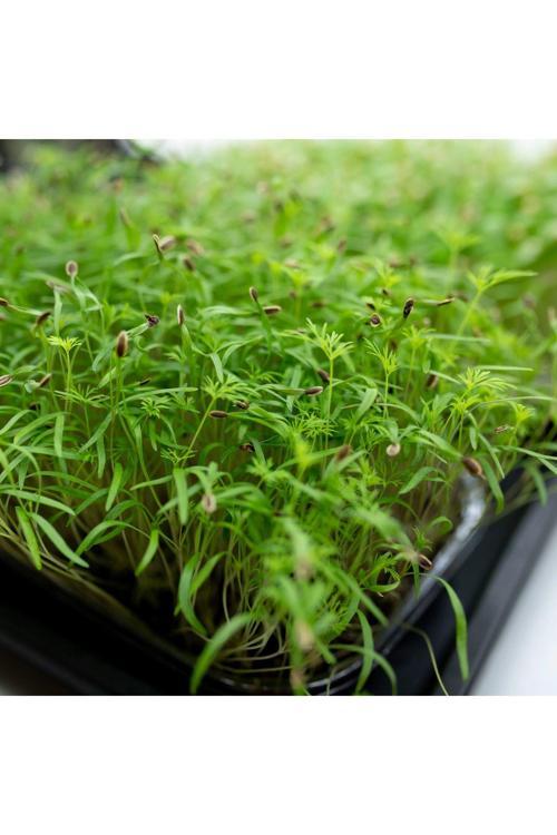 Yerli Dereotu Mikro Yeşillik Tohumu, Gönen Çeşidi, 15 Gram