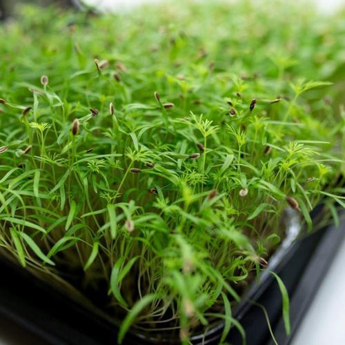 Yerli Dereotu Mikro Yeşillik Tohumu, Gönen Çeşidi, 15 Gram