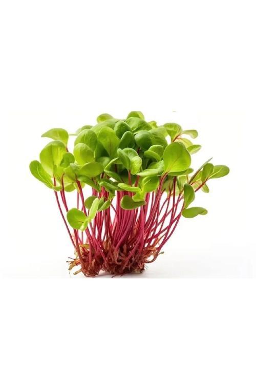 Yerli Kuzukulağı Mikro Yeşillik Tohumu, 15 Gram