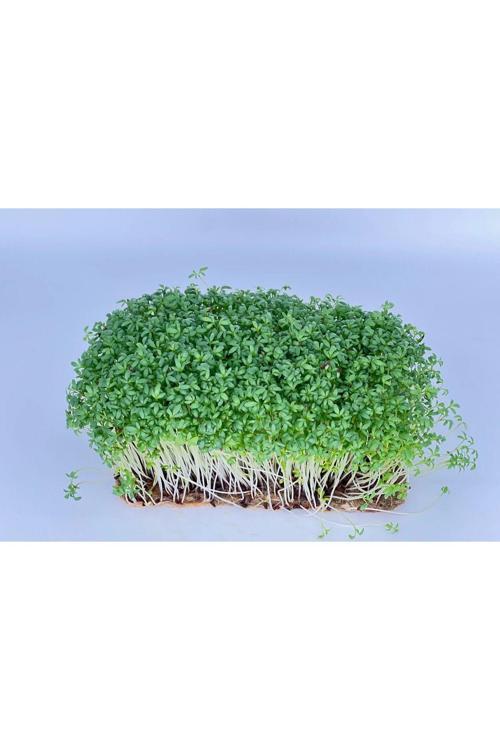 Yerli Tere Mikro Yeşillik Tohumu, Geniş Yapraklı, 15 Gram
