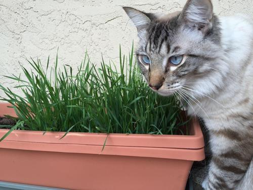 Doğal Kedi Çimi, Buğday Tohumu, 1 kg