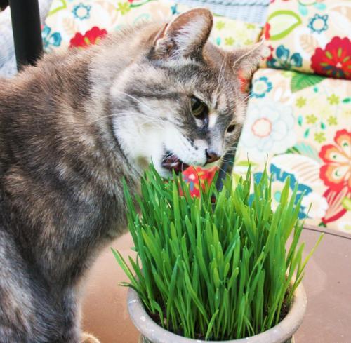 Doğal Kedi Çimi, Buğday Tohumu, 100 Gram