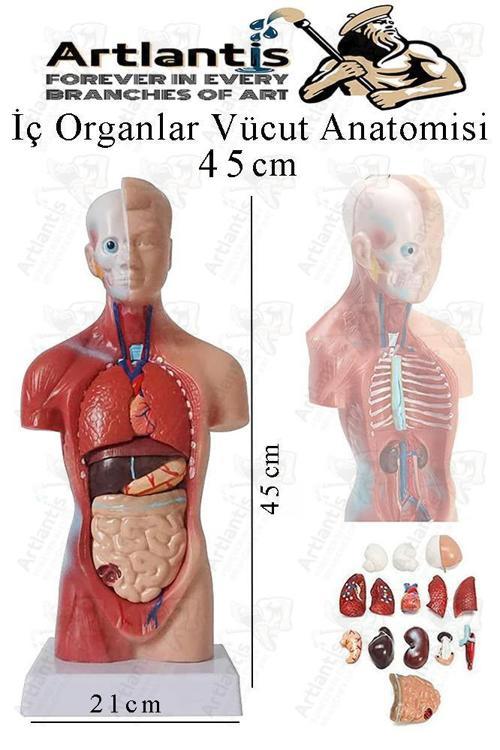 İnsan Organ Maketi 45 cm 1 Adet İnsan Anatomi Modeli 15 Parça Sök Tak İnsan İç Organları Tıbbi Model Vücut