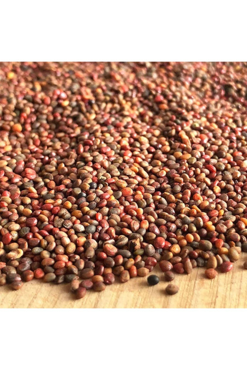 100 Gr Roka Tohumu