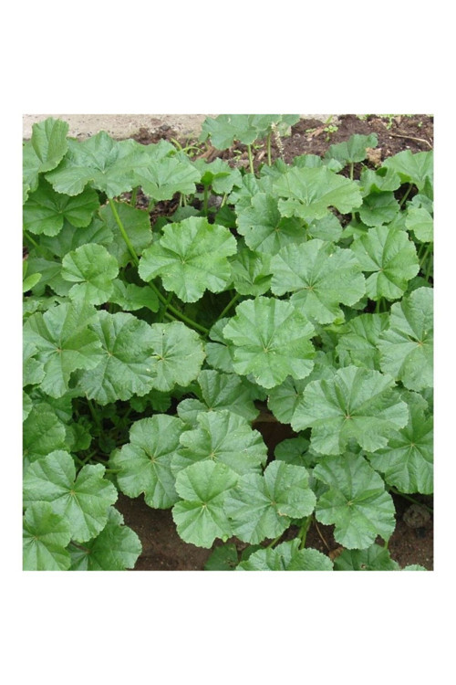 Ebegümeci 500 Gr