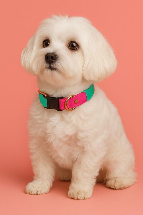 Sugar Mood Ayarlanabilir Köpek Boyun Tasması