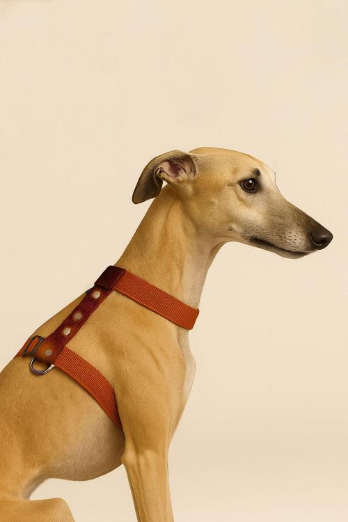 Caramel Mood Çekiştirme Önleyici Ayarlanabilir H Tipi Köpek Göğüs Tasması
