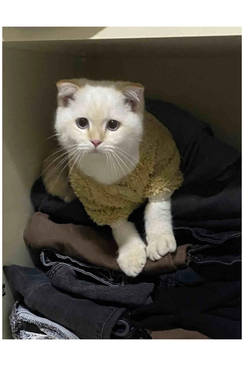 Welsoft Kışlık Sütlü Kahve Kedi Köpek Kıyafeti Elbisesi Xxlarge/Xxl/Beden 5