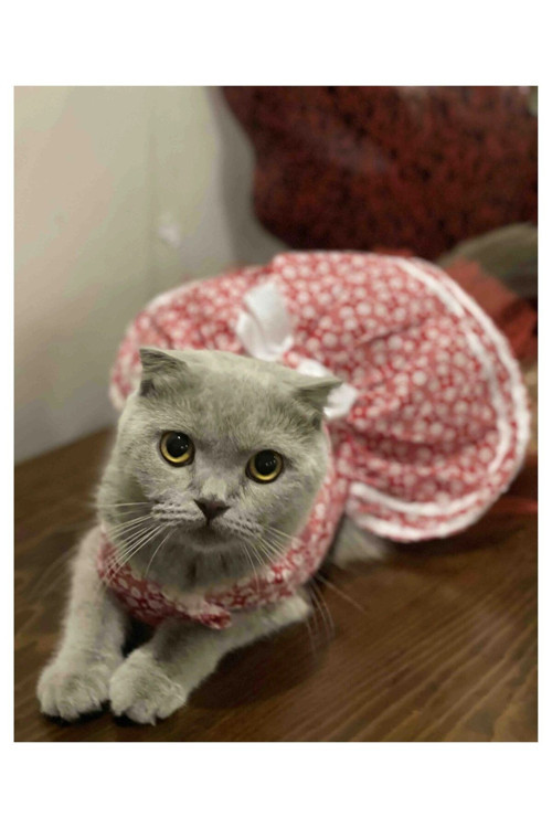 Beyaz Çiçek Desenli Fiyonklu Kırmızı Kedi Köpek Kıyafeti Elbisesi Large/L/Beden 3