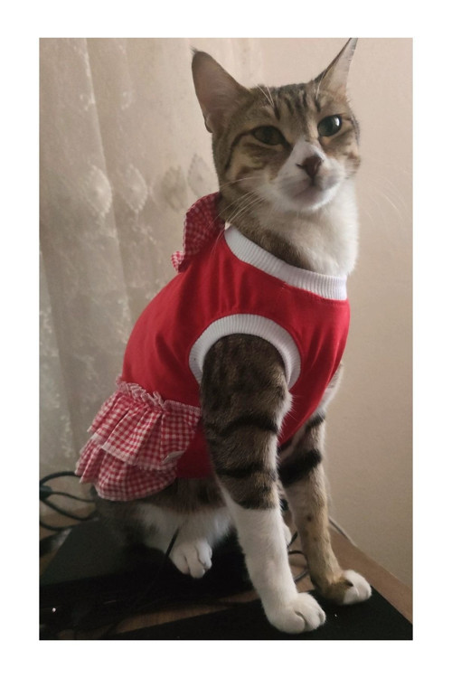 Kırmızı Beyaz Papyonlu Dişi Kedi Köpek Kıyafeti Elbisesi Small/S/Beden 1.
