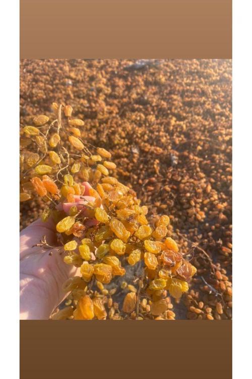 Manisa Sultaniye Çekirdeksiz Kuru Üzüm (İşlemsiz) 1Kg