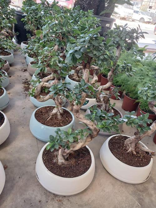 80 cm. Ficus Ginseng Bonsai Ağacı - Kıvrımlı Gövdesiyle Lüks Dekorasyon