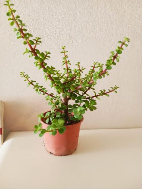 Bereket ve Şansın Sembolü Para Ağacı | Bonsai Portulacaria Afra | Özel Üretim Canlı Saksı Bitkisi