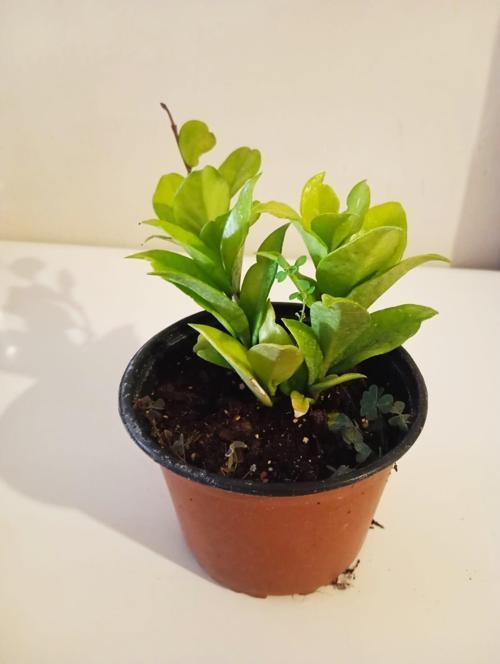Sarı veya Kırmızı Açan Sürpriz Çiçekli Kalp Yapraklı Hoya Mum Çiçeği