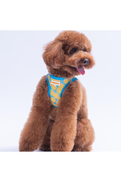Citrus Air-Mesh Göğüs Tasması Kedi Köpek Göğüs Tasması Narenciye Desenli Köpek Tasması