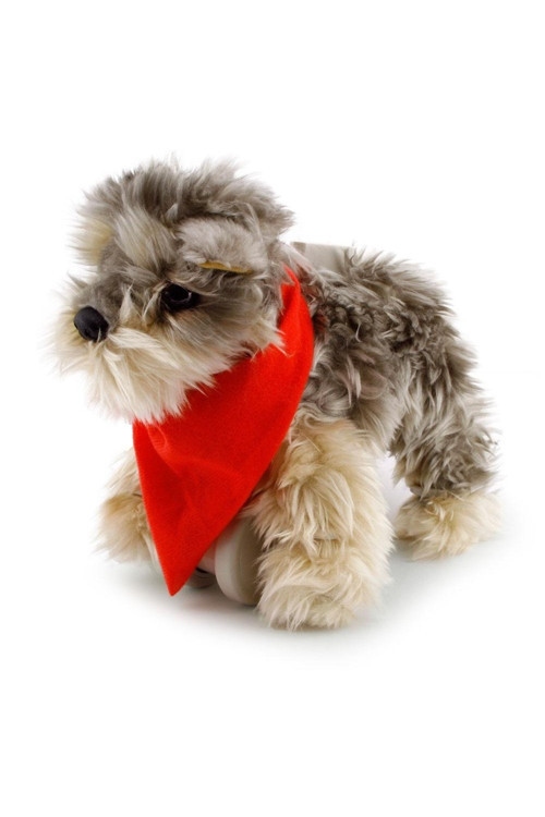 Parade Yürüyen Köpeğim Tanner