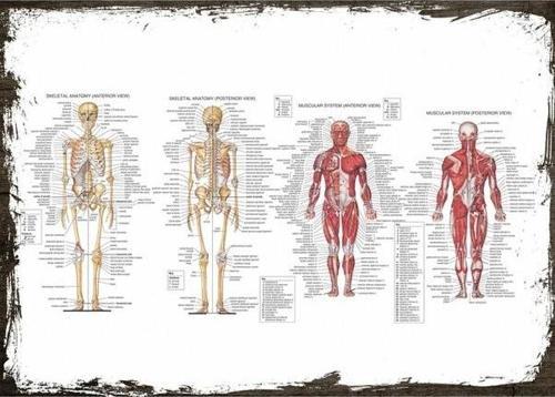 Insan Anatomisi Kas Iskelet Ahşap Poster 20x30