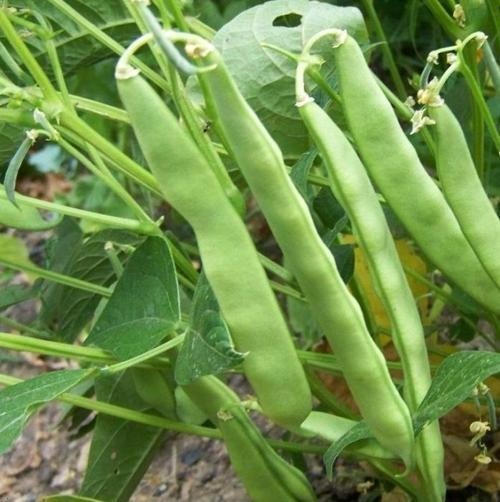 Başpınar Fasülye Tohumu 25 gr