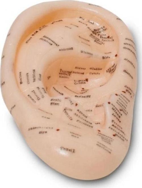 Akupunktur Kulak Modeli