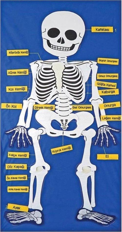 Öğretici Oyuncak AND-9150 İskelet Cırtlı Pano Kız Erkek Çocuk Eğitici