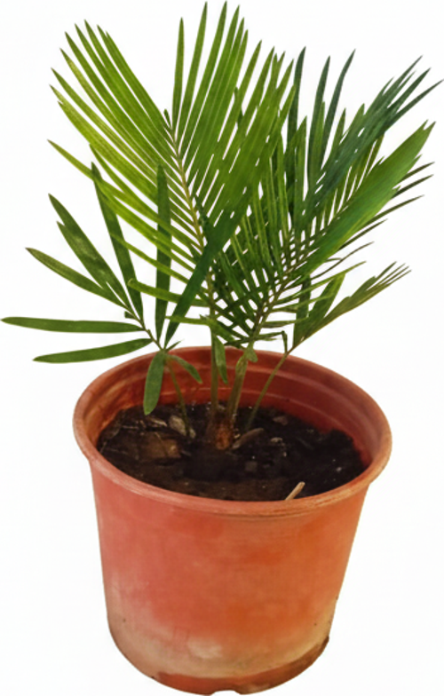 30-45 cm Sikas Bitkisi (Japon Sikası) - Canlı Salon Palmiyesi