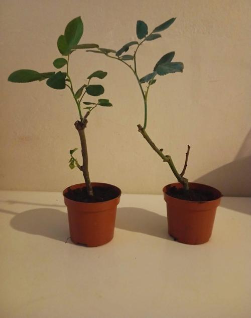 İkili Aşılı Sürpriz Renk Gül Fidesi (10-20 cm) - Bahçe, Balkon için Saksısında Canlı Gül Fidanı