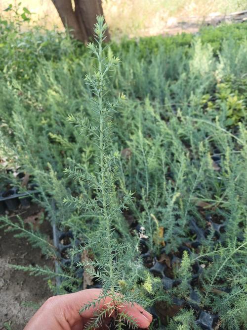 Mavi Ladin Fidanı (15-25 cm) - Picea Pungens, Peyzaj ve Bahçe Ağacı
