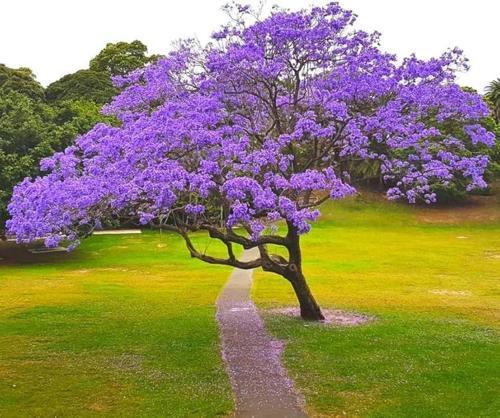 Mor Çiçekli Jakaranda Ağacı ( Jacaranda Mimosifolia) Fidanı - Bahçe, Peyzaj İçin İdeal Fidan