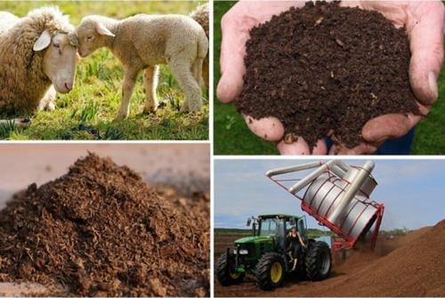 Koyun Gübresi 20 Kg Yanmış Elenmiş Koyun Gübresi Doğal Gübre