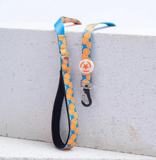 Citrus Köpek Gezdirme Kayışı 120 cm x 2 cm