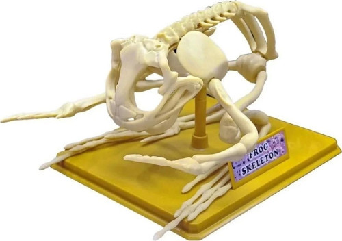 Nessiworld Kurbağa İskeleti Bilim Seti