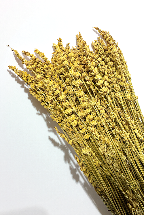 Cassia Lavanta Kuru Bitki Sarı