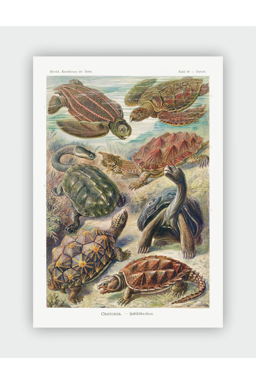 Chelonia Ernst Haeckel Duvar Posteri - Kalın Kağıt - Çerçevesiz