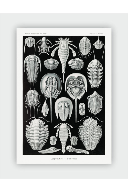 Aspidonia Kunstformen Der Natur Ernst Haeckel Duvar Posteri - Kalın Kağıt - Çerçevesiz