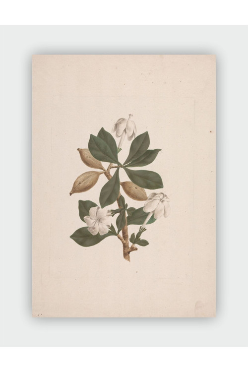 James Bruce, Gardenya Ternifolia Vintage Art Duvar Posteri - Kalın Kağıt - Çerçevesiz