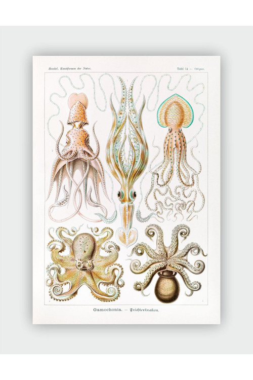 Gamochania Kunstformen Der Natur Ernst Haeckel Duvar Posteri - Kalın Kağıt - Çerçevesiz