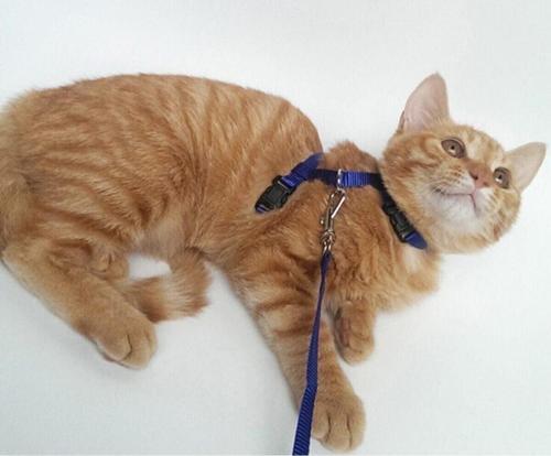 Kedi Tasması
