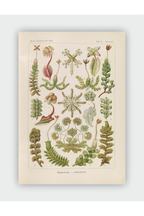 Hepaticae Kunstformen Der Natur Ernst Haeckel Duvar Posteri - Kalın Kağıt - Çerçevesiz